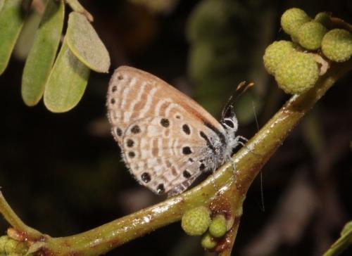 Azanus jesous